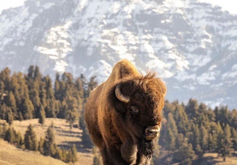 Buffalo in Grand Teton National Park Jackson Hole