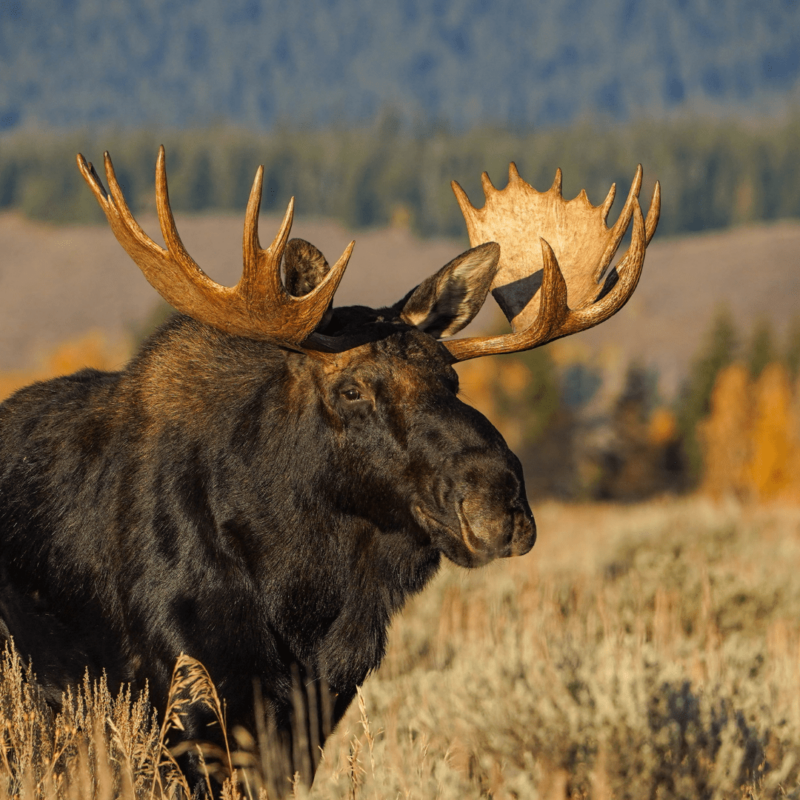 Grand Teton National Park Elk