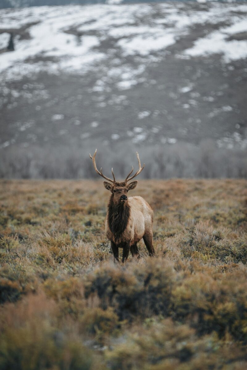 An elk in a meadow in Wyoming.